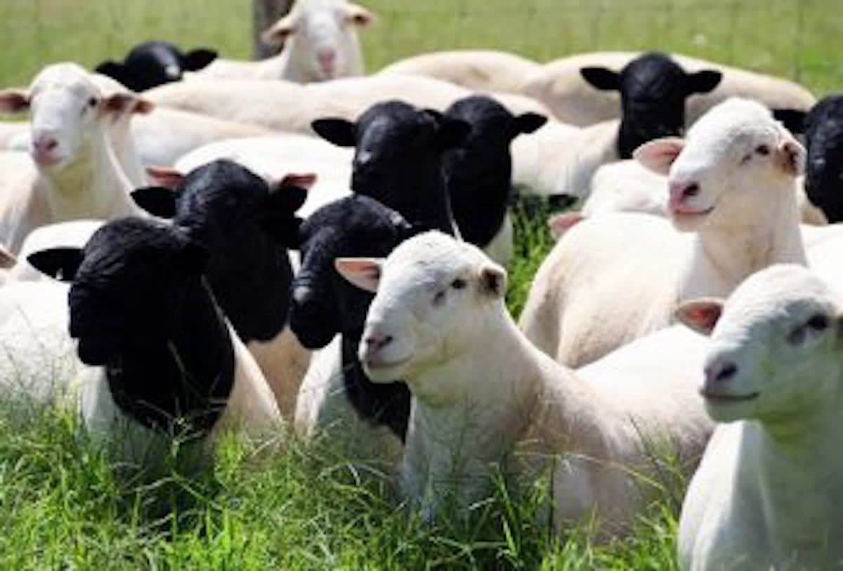 Dorper ewes and lambs up close — the breed's blackhead markings