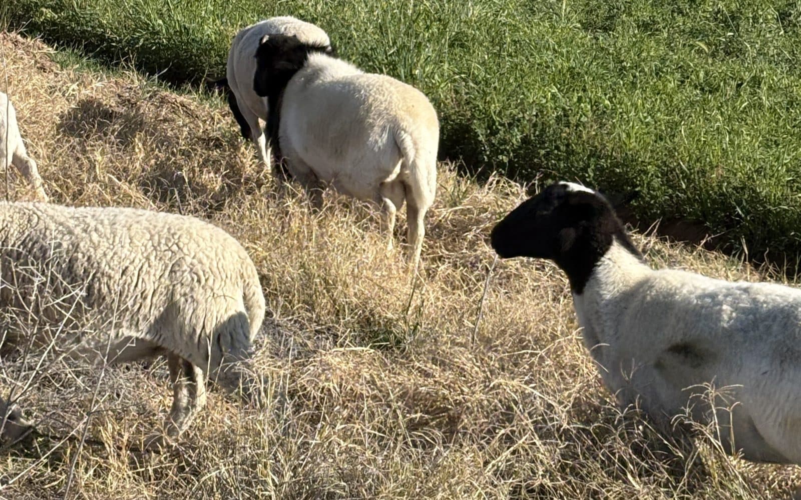 Our Dorper flock grazing on pasture in Blythe, California